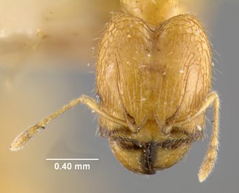 Media type: image;   Entomology 20670 Aspect: head frontal view